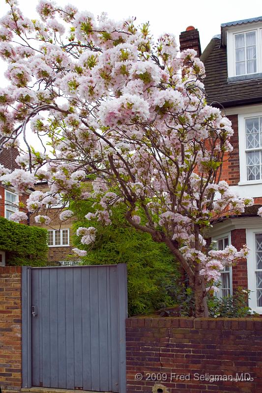 20090410_105231_D3 P1.jpg - Cherry Blossoms. Chelsea